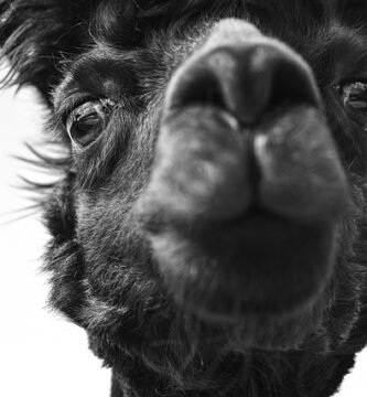 Bienestar animal en Cinco Jotas: como vive el cerdo ibe