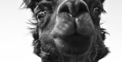 Bienestar animal en Cinco Jotas: como vive el cerdo ibe