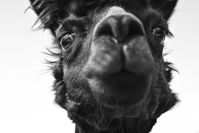 Bienestar animal en Cinco Jotas: como vive el cerdo ibe