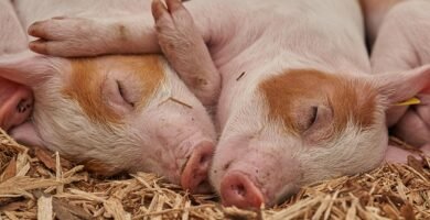 El Cerdo Ibérico Puro: Qué lo Hace Único en el Mundo y