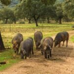 ¿Cuál es la mejor forma de almacenar jamón de Jabugo si