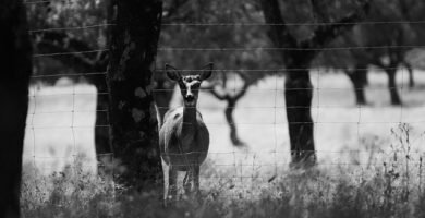 La Dehesa Ibérica: El Ecosistema que Hace Posible el Me