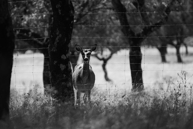 La Dehesa Ibérica: El Ecosistema que Hace Posible el Me