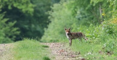 ¿Qué hace especial la dehesa de Jabugo? El ecosistema q