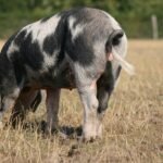 Precio jamón Cinco Jotas pieza entera: Guía de compra y