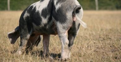 Precio jamón Cinco Jotas pieza entera: Guía de compra y