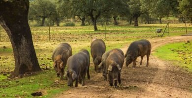 ¿Que pais consume mas jamon iberico?