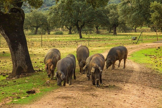 Historia Jamones Maldonado: Tradición y Excelencia en el Ibérico