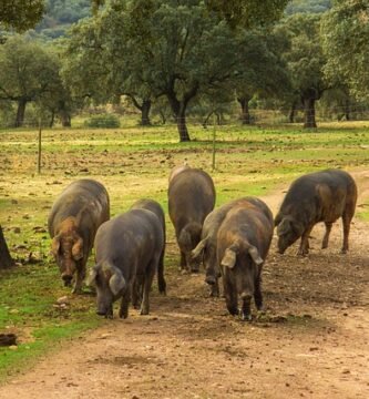 Carrasco Jabugo jamón ibérico guía completa historia productos precios y dónde comprar