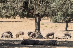 Secreto Ibérico de Bellota Maldonado