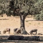 qué come el cerdo ibérico de cebo diferencias con el bellota y cebo de campo