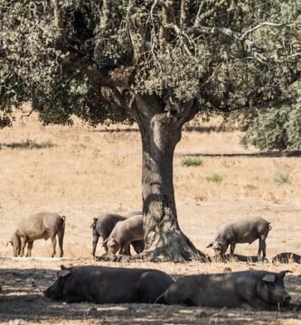 qué come el cerdo ibérico de cebo diferencias con el bellota y cebo de campo
