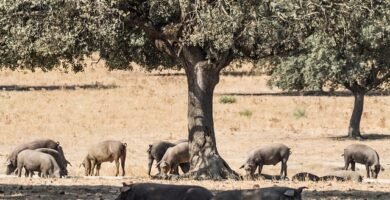 jamón ibérico deshuesado o con hueso diferencias y cuál elegir